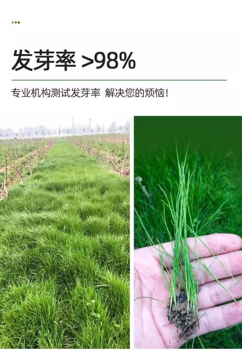 鼠茅草草籽种子厂家一手货源发货量大价格便宜欢迎咨询
