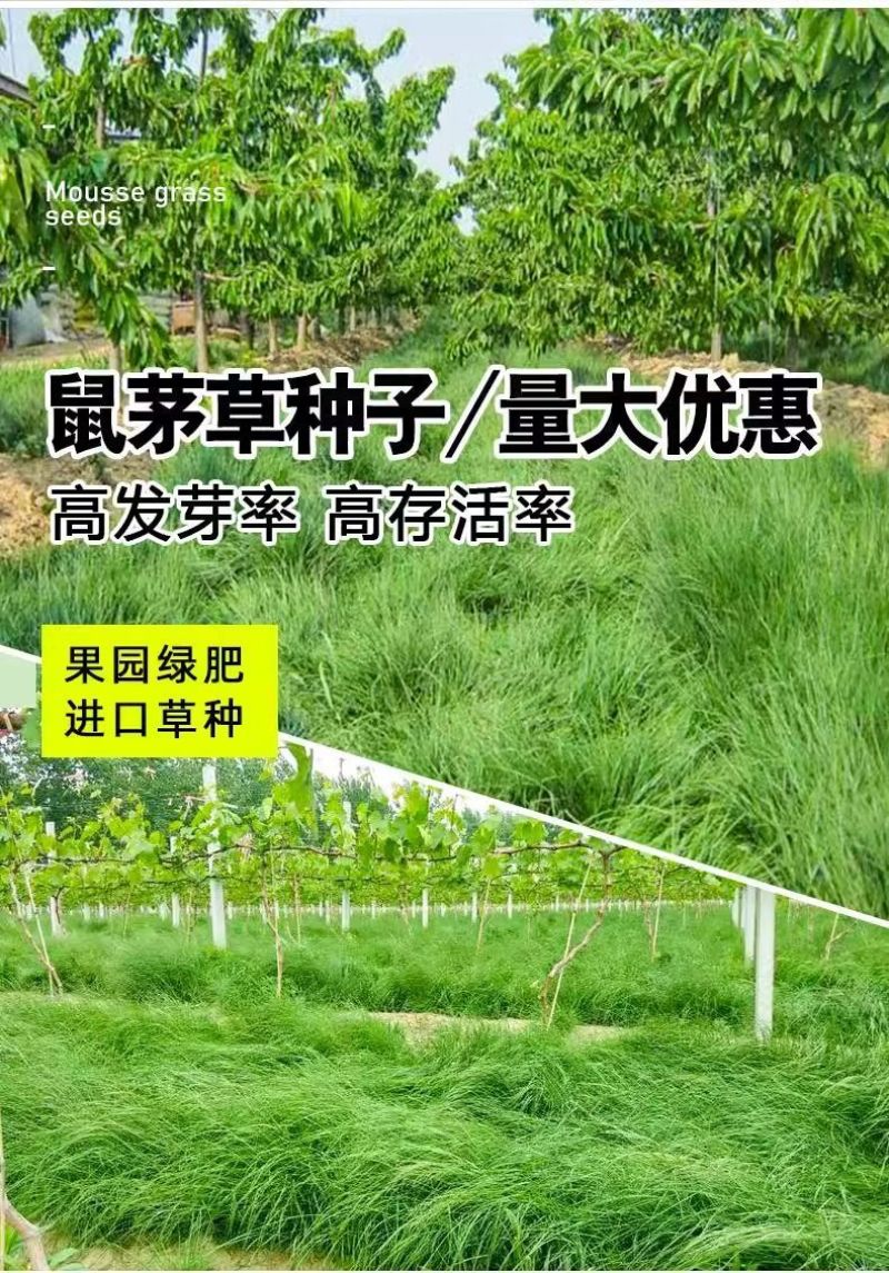 鼠茅草草籽种子厂家一手货源发货量大价格便宜欢迎咨询
