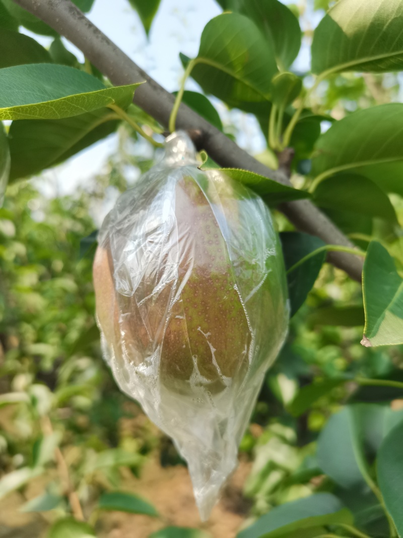 媚梨七号马上采摘