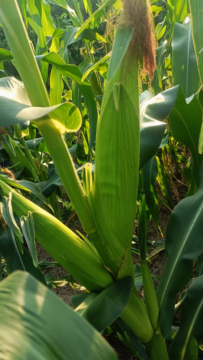 2018宝马天贵糯新鲜玉米