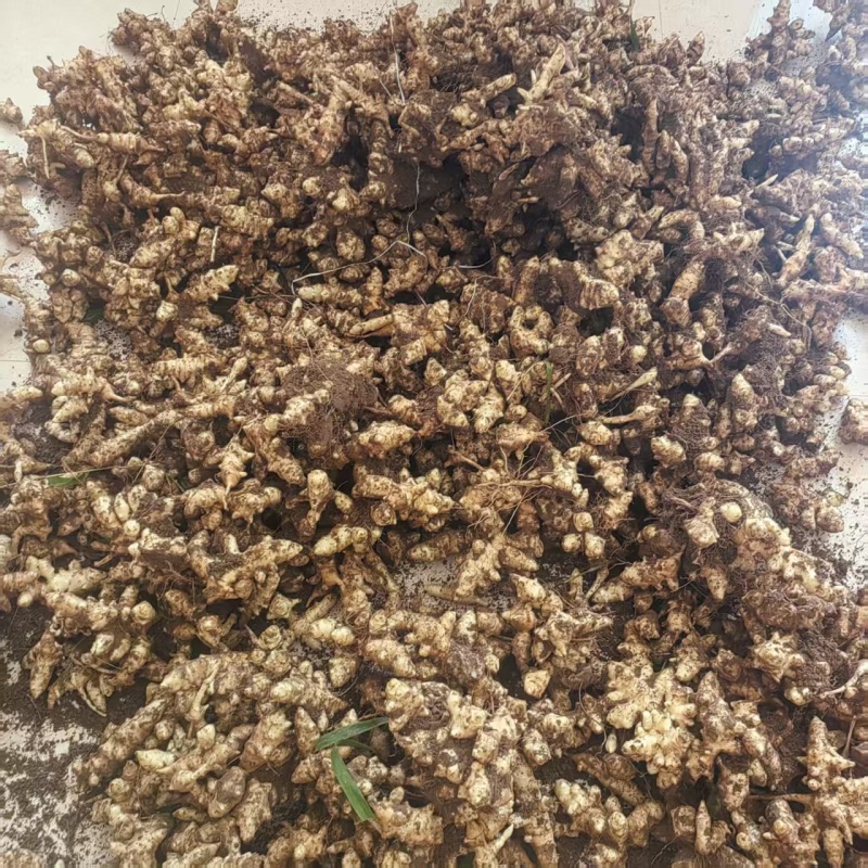 现挖新鲜洋姜