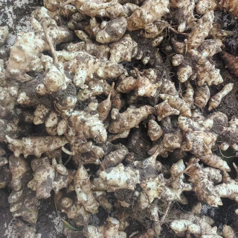 现挖新鲜洋姜