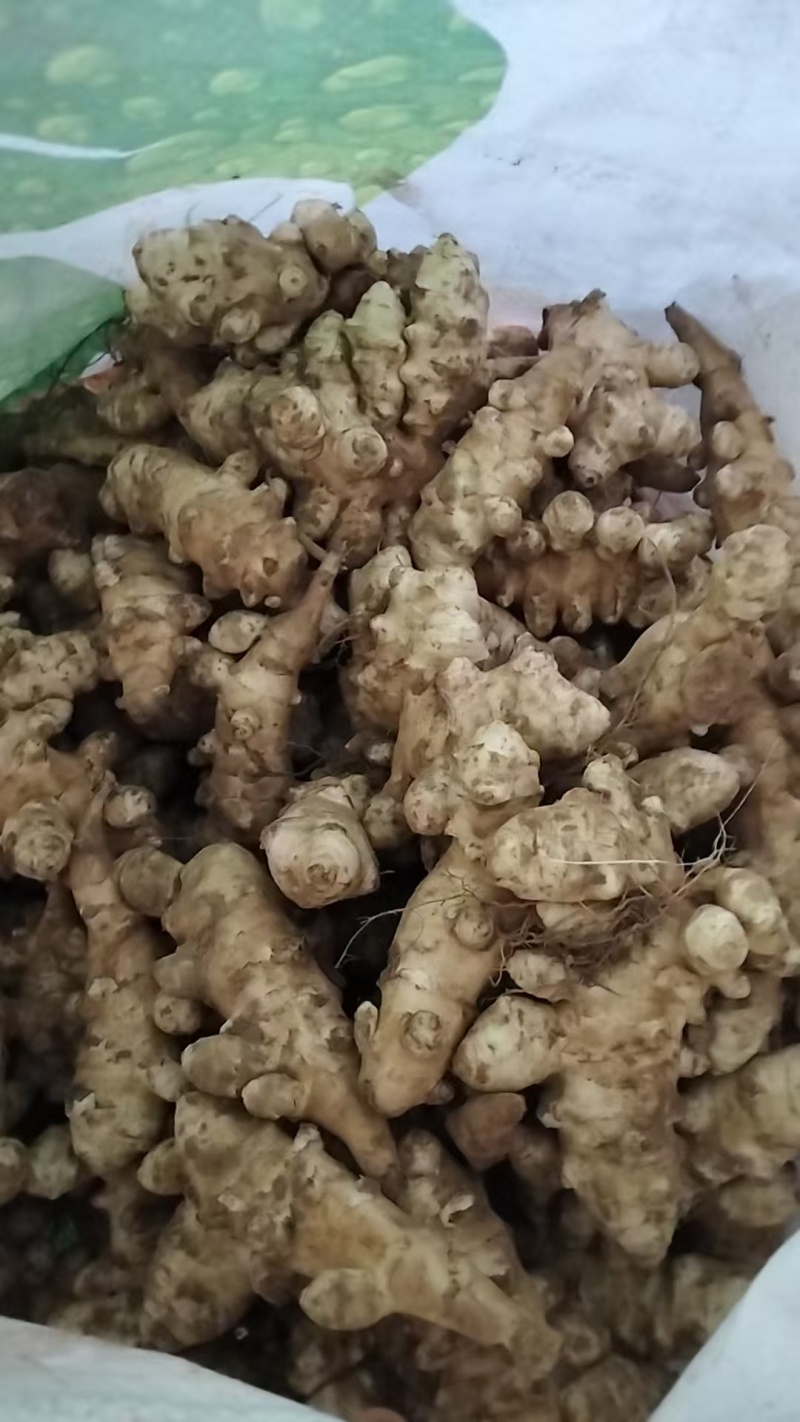 现挖新鲜洋姜