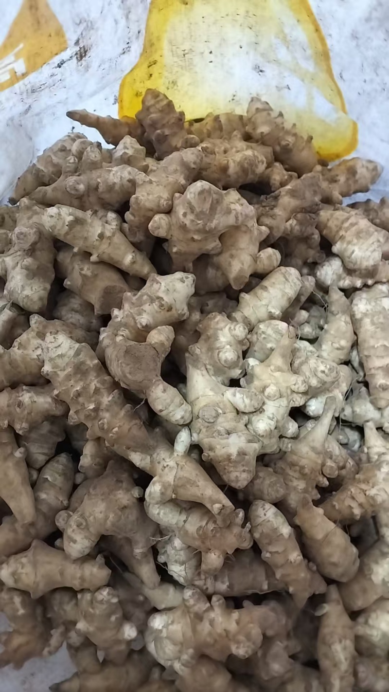 现挖新鲜洋姜