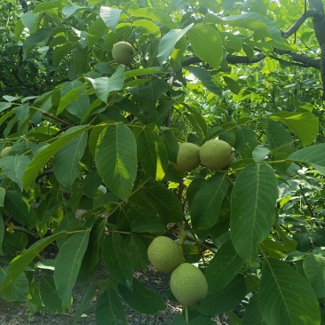 清香核桃