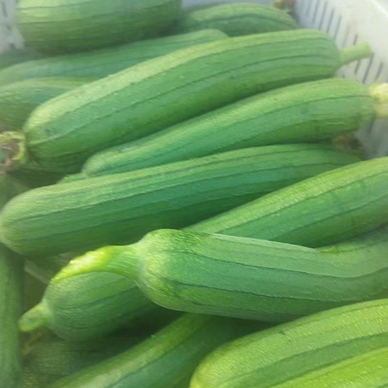 油皮丝瓜，大量上市，产地直发，品质保证，服务周到诚信经营