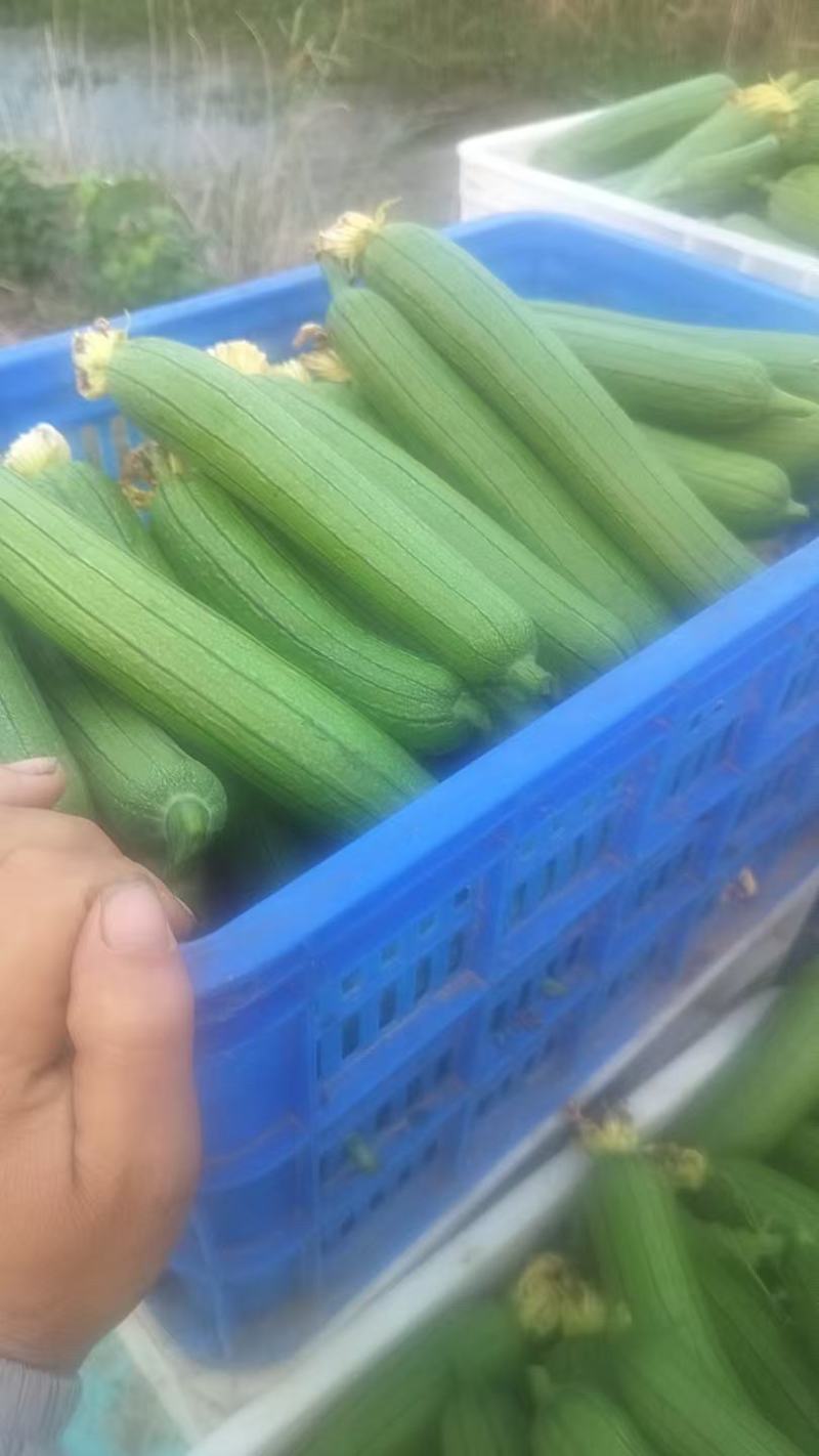油皮丝瓜，大量上市，产地直发，品质保证，服务周到诚信经营