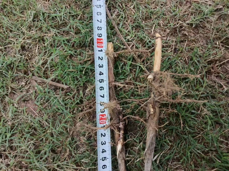 芦苇苗夏邑县野生芦苇产地直发，无中间商诚信第一