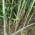 芦苇苗夏邑县野生芦苇产地直发，无中间商诚信第一