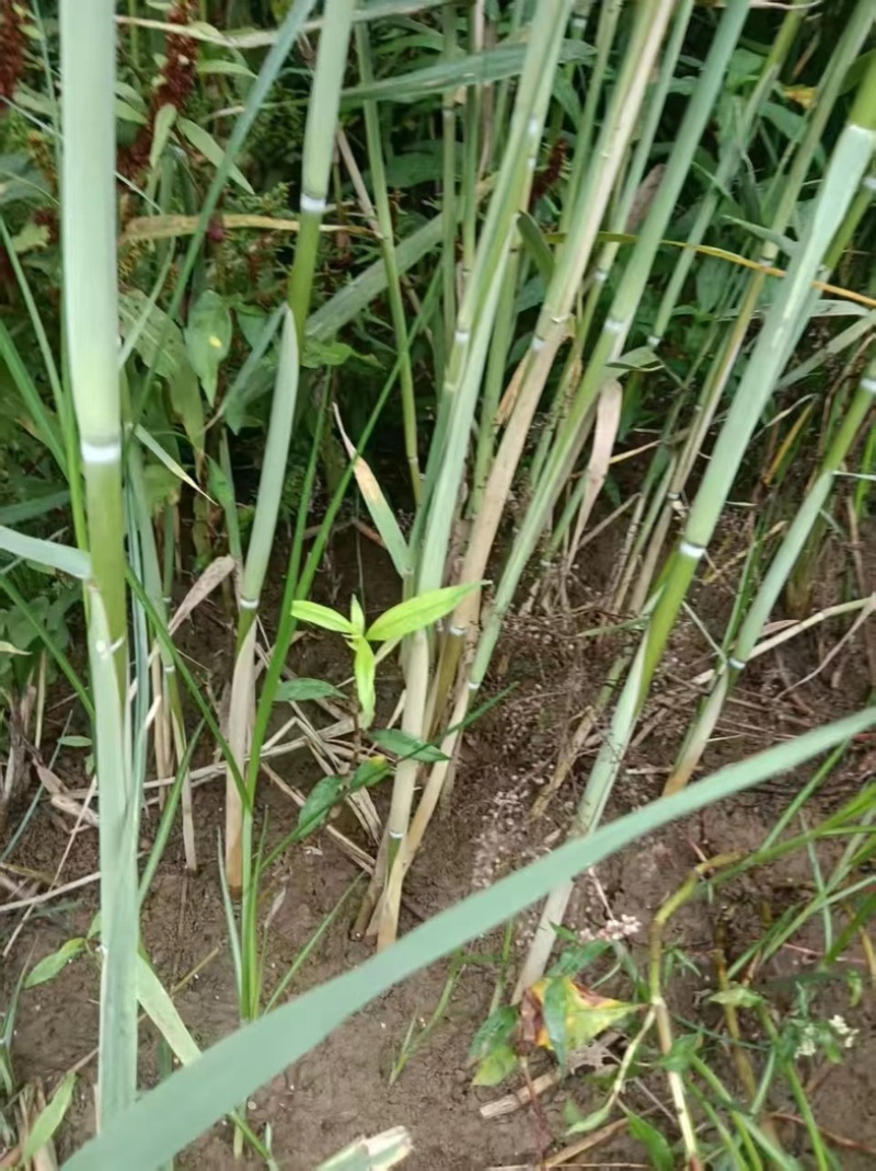 芦苇苗夏邑县野生芦苇产地直发，无中间商诚信第一