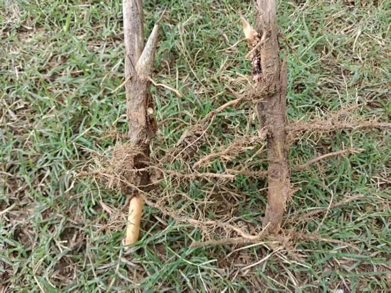 芦苇苗夏邑县野生芦苇产地直发，无中间商诚信第一