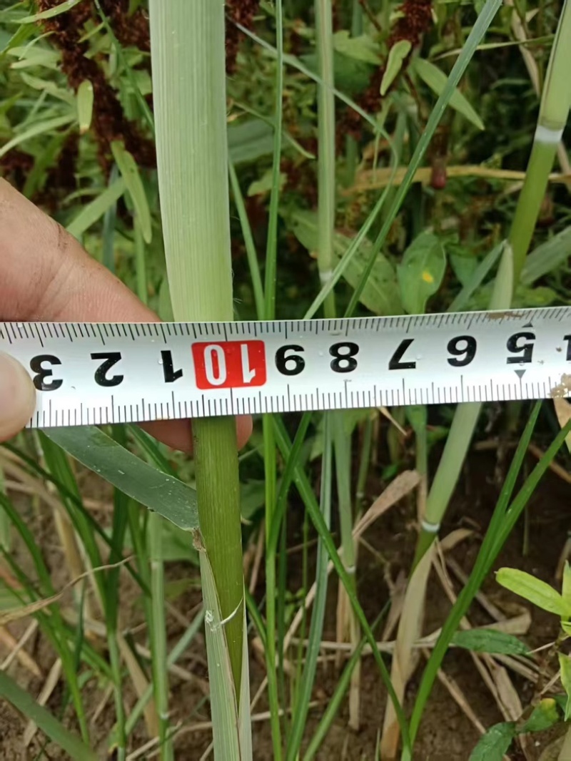 河南精品芦苇苗花卉种苗基地一手货源成活率高产地直发