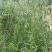 河南精品芦苇苗花卉种苗基地一手货源成活率高产地直发