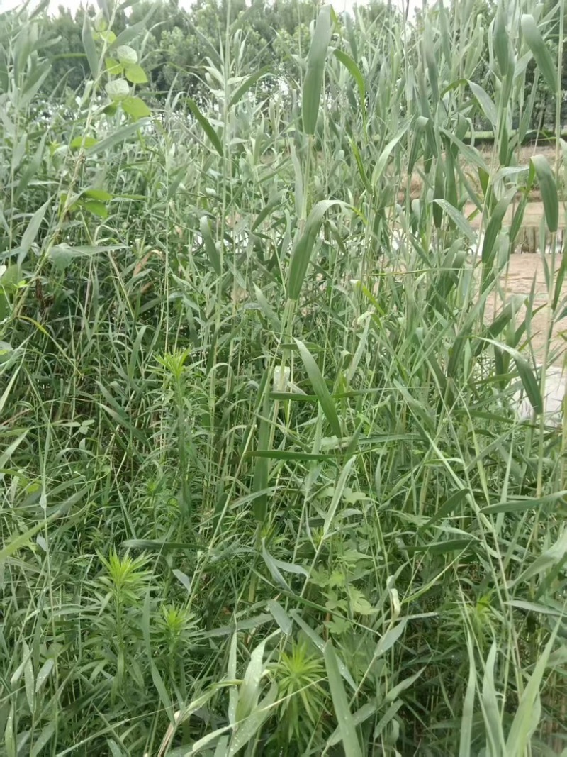 河南精品芦苇苗花卉种苗基地一手货源成活率高产地直发