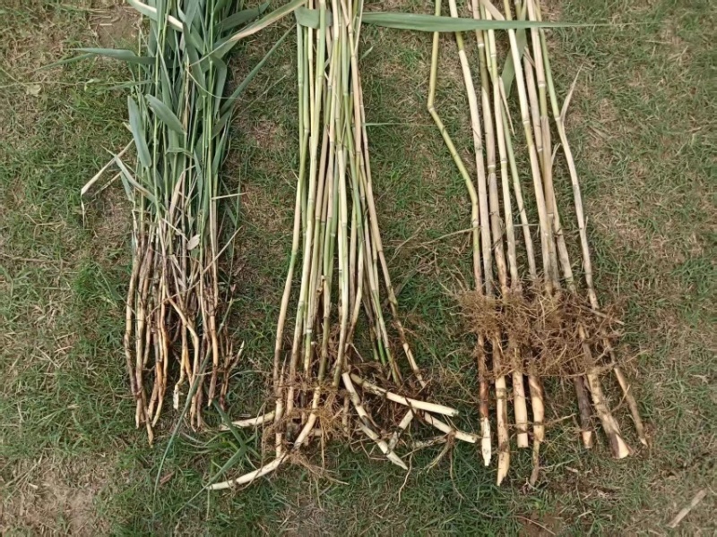 河南精品芦苇苗花卉种苗基地一手货源成活率高产地直发