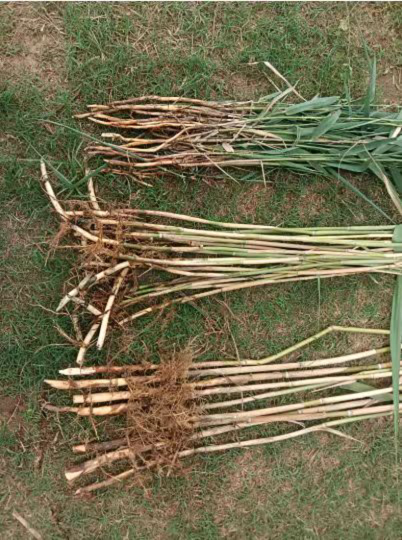 河南精品芦苇苗花卉种苗基地一手货源成活率高产地直发