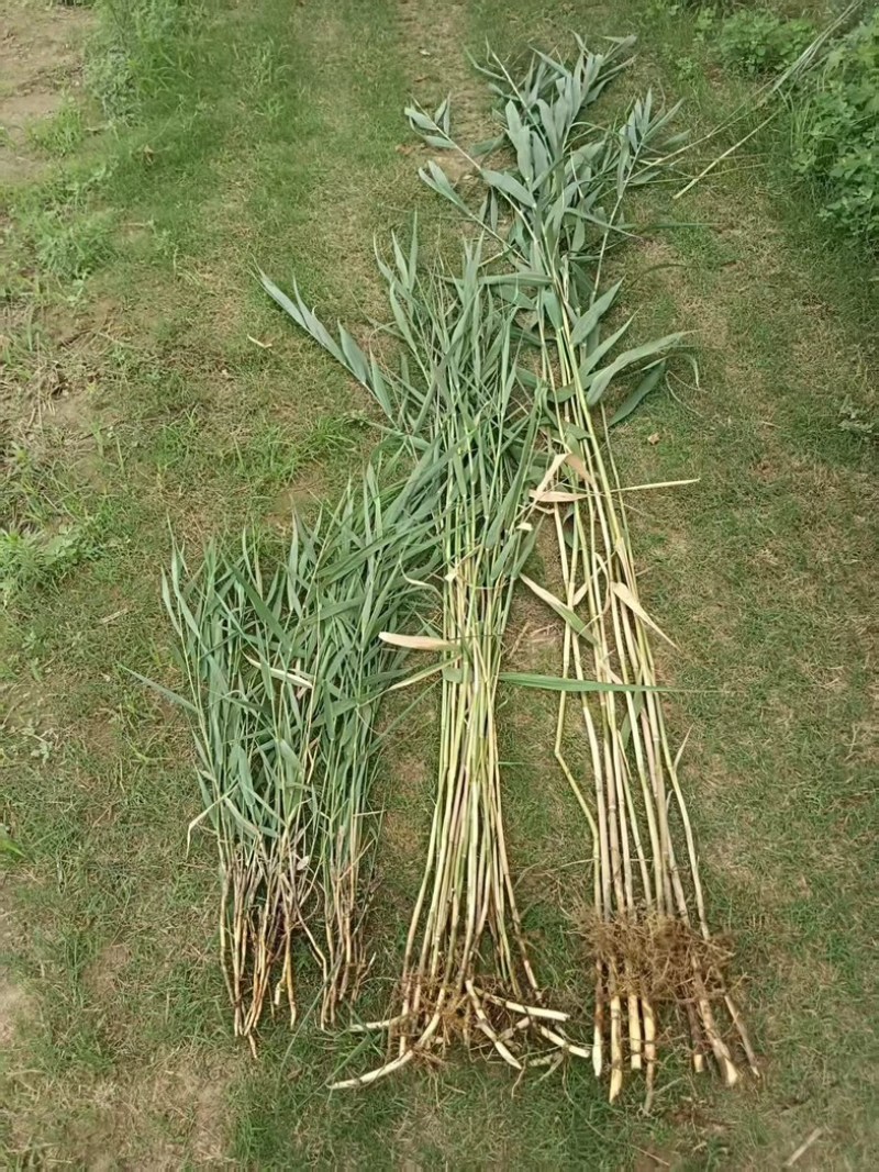 河南精品芦苇苗花卉种苗基地一手货源成活率高产地直发