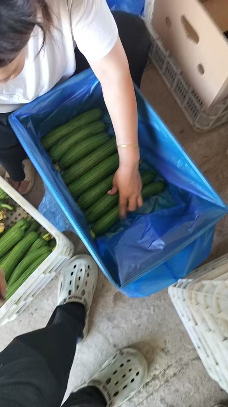 油皮丝瓜产地直发，品质保证，服务周到，一手货源，诚信经营