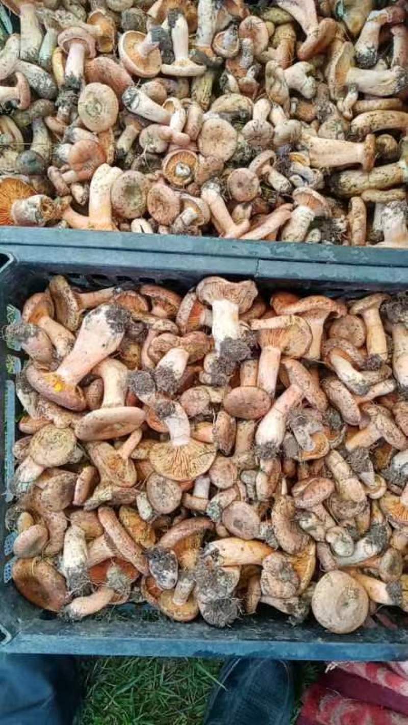 寒菌大量上市一手货源产地直发诚信经营