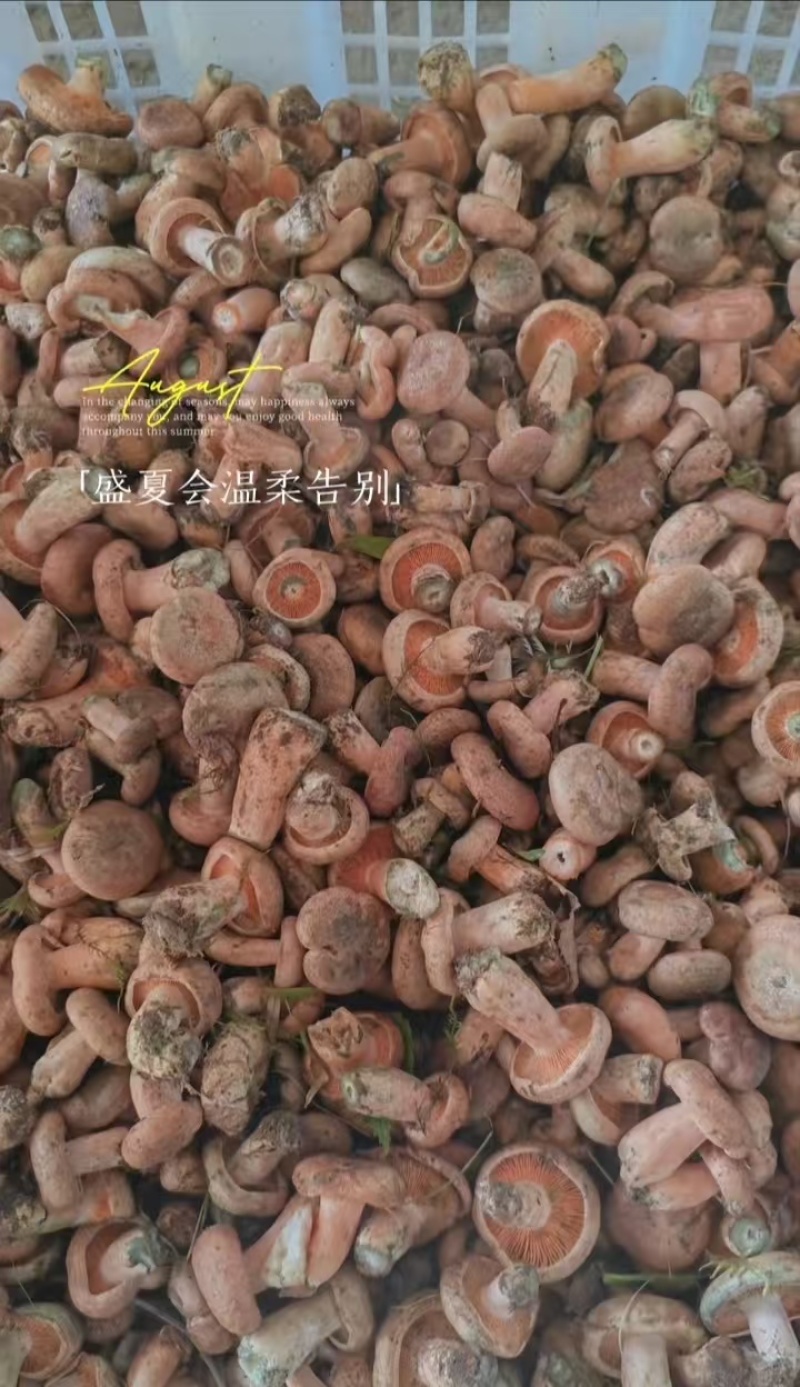 寒菌大量上市一手货源产地直发诚信经营