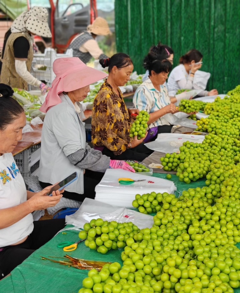 阳光玫瑰陕西晴王葡萄货源充足基地直发量大从优