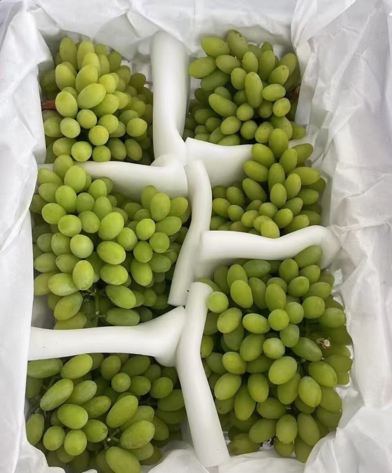青提陕西青提现摘现发支持视频和实地看货欢迎来电咨询