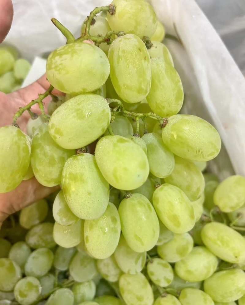 青提陕西青提现摘现发支持视频和实地看货欢迎来电咨询