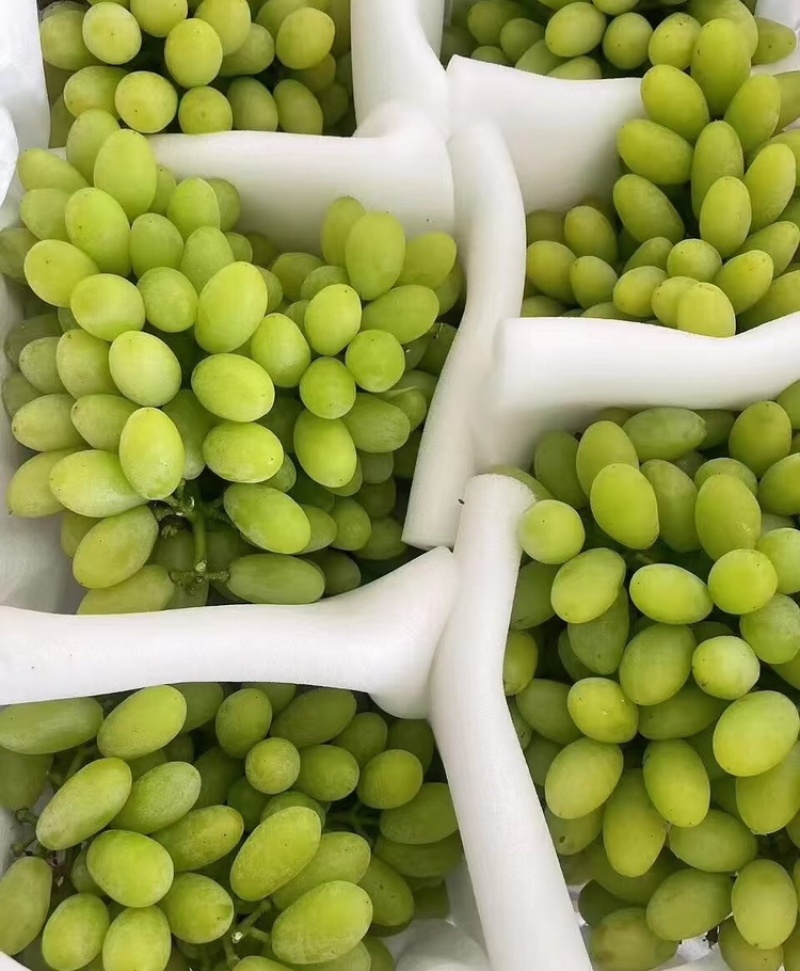 青提陕西青提现摘现发支持视频和实地看货欢迎来电咨询