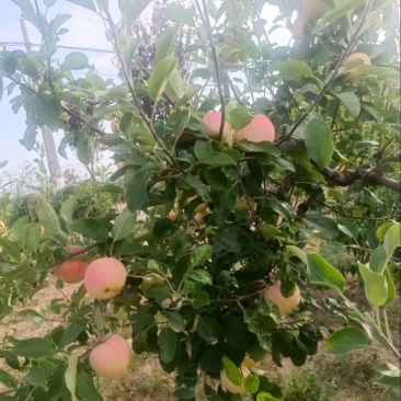 陕西渭南晨阳苹果大量上市/精品苹果产地直销量大从优