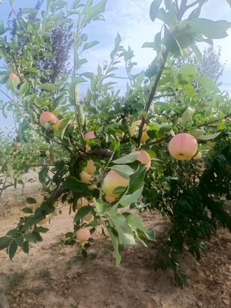 陕西渭南晨阳苹果大量上市/精品苹果产地直销量大从优