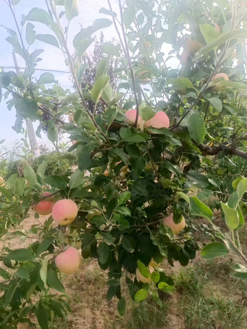 陕西渭南晨阳苹果大量上市/精品苹果产地直销量大从优
