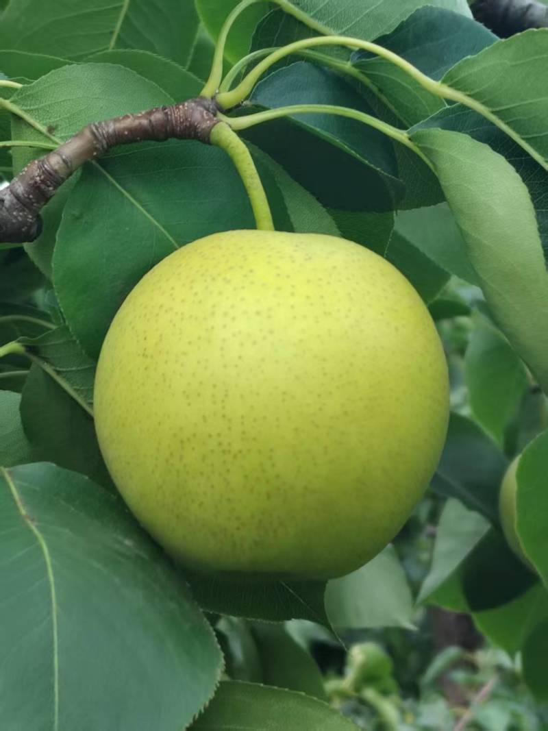 皇冠梨