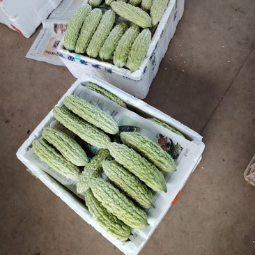 苦瓜白苦瓜青苦瓜一手货源大量上市福建产地直发