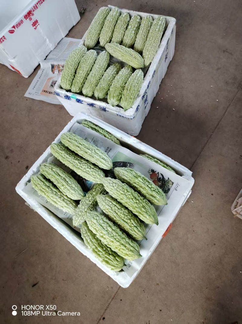 苦瓜白苦瓜青苦瓜一手货源大量上市福建产地直发