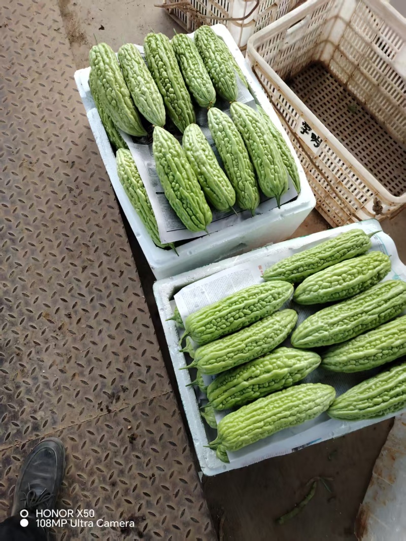 苦瓜白苦瓜青苦瓜一手货源大量上市福建产地直发