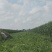 铁岭甜王西瓜