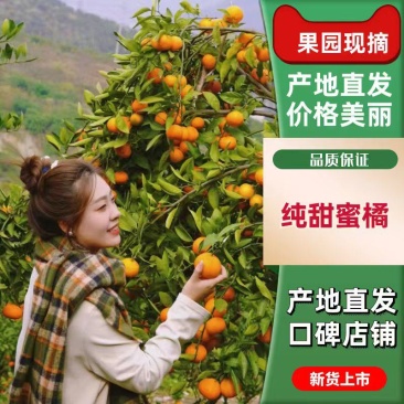 【优选】湖北蜜橘个大皮薄汁多对接全国电商市场商超