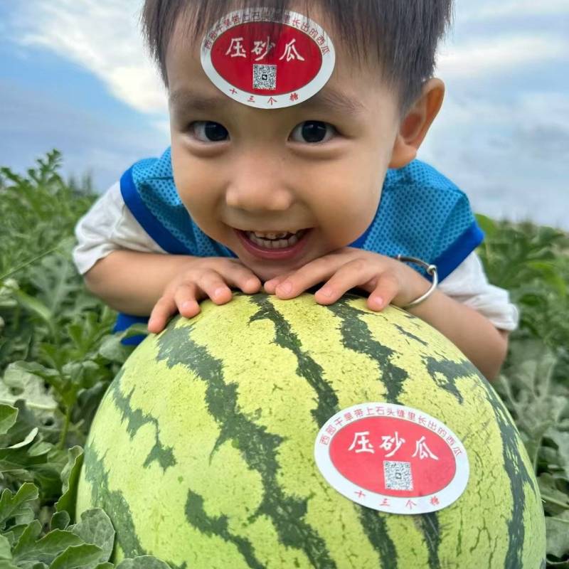 宁夏硒砂瓜大量上市产地直发量大从优价格美丽欢迎来电