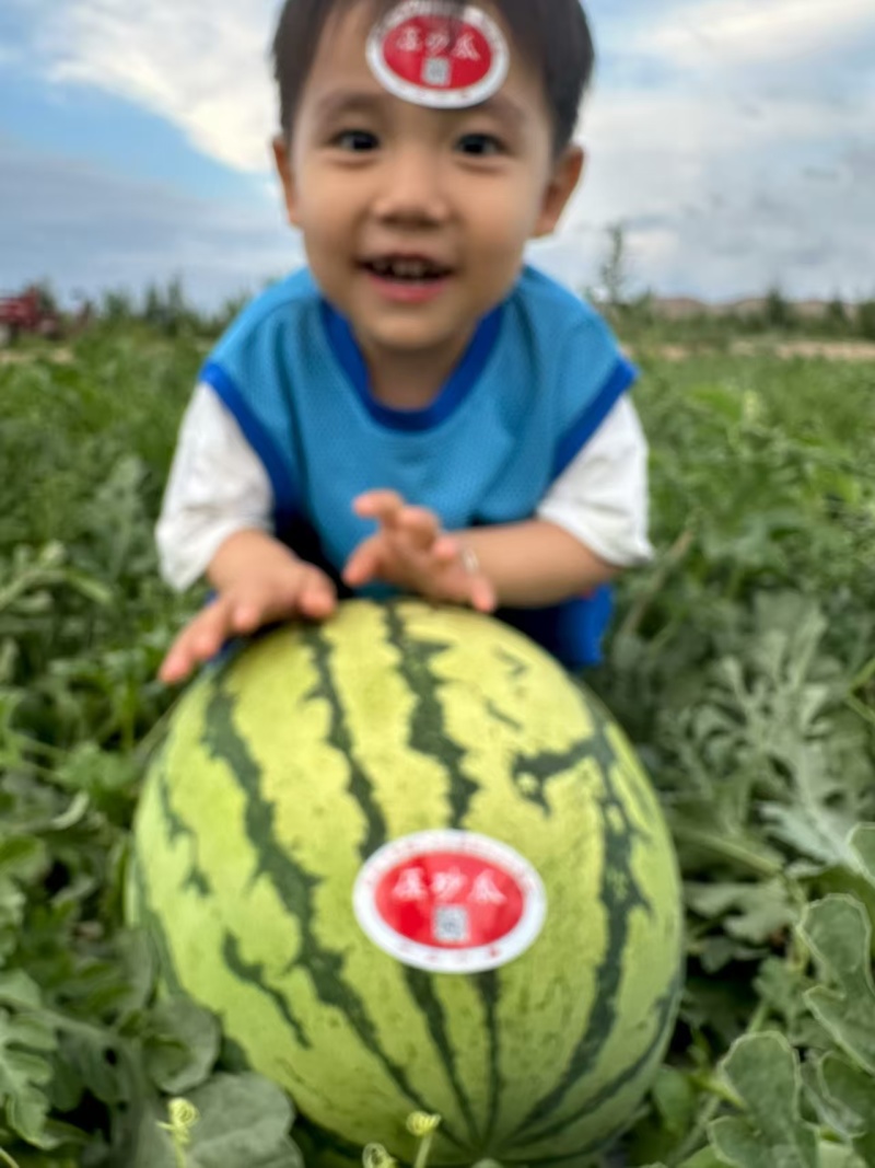 宁夏硒砂瓜大量上市产地直发量大从优价格美丽欢迎来电