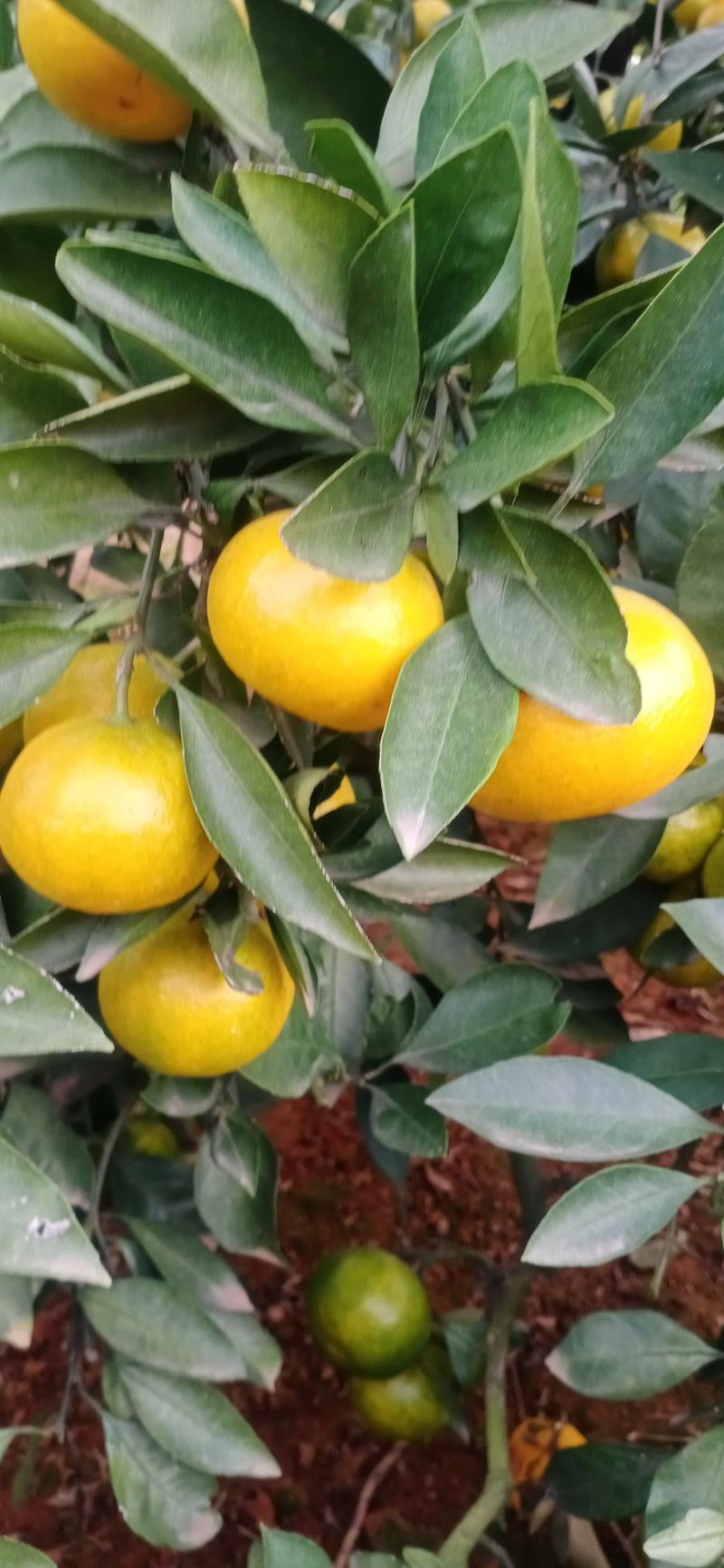 【优选】湖北蜜橘个大皮薄汁多对接全国电商市场商超