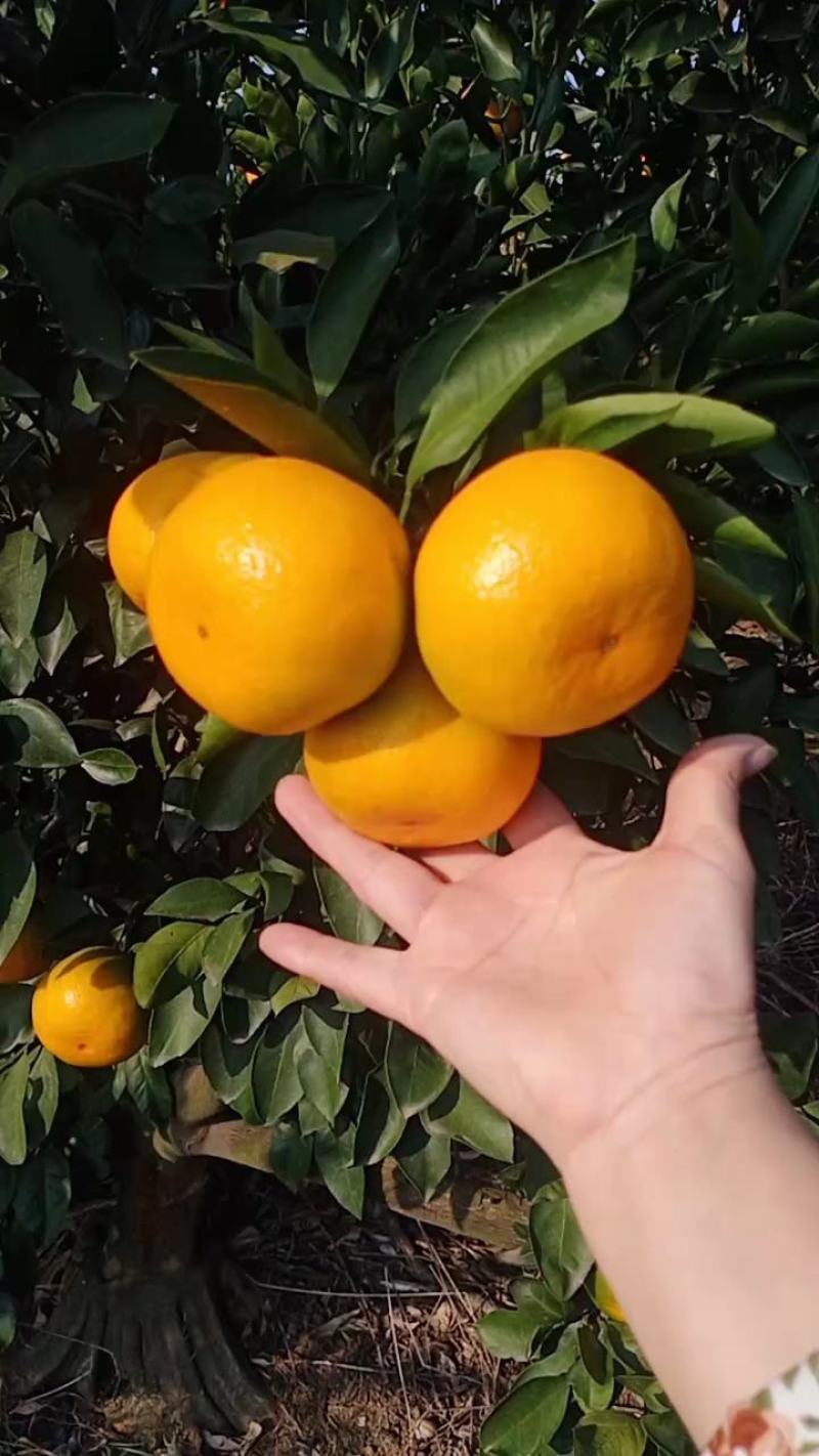 【优选】湖北蜜橘个大皮薄汁多对接全国电商市场商超