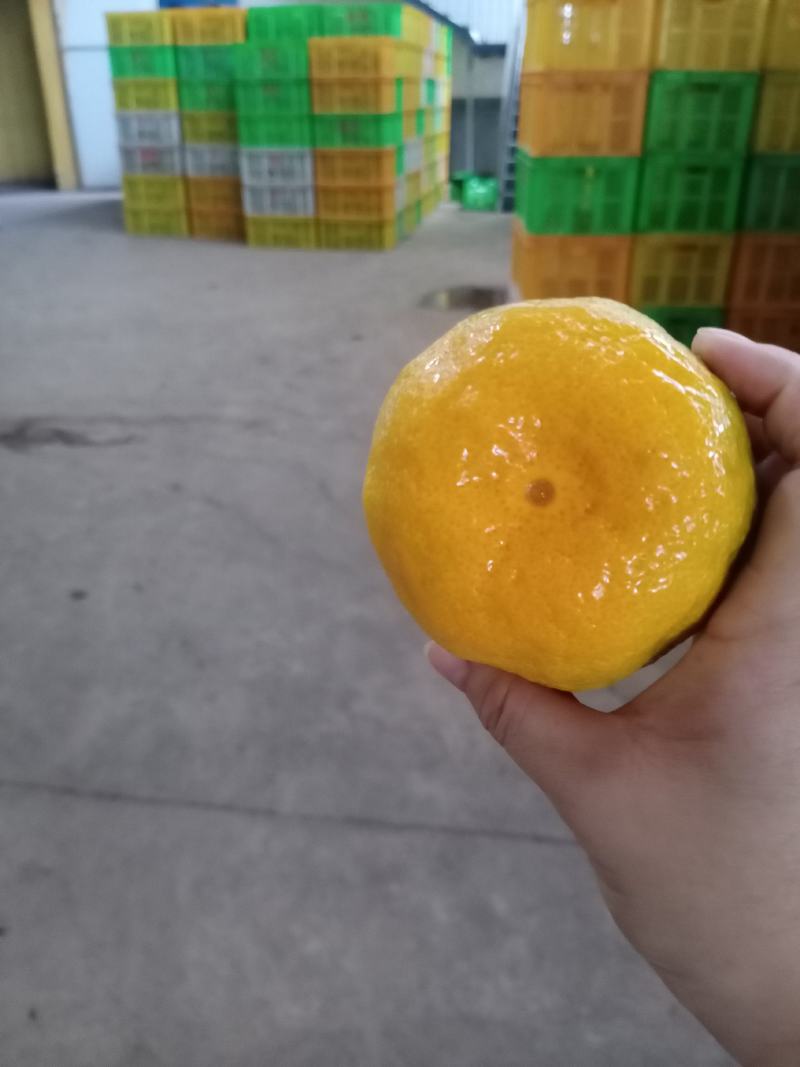 【优选】湖北蜜橘个大皮薄汁多对接全国电商市场商超