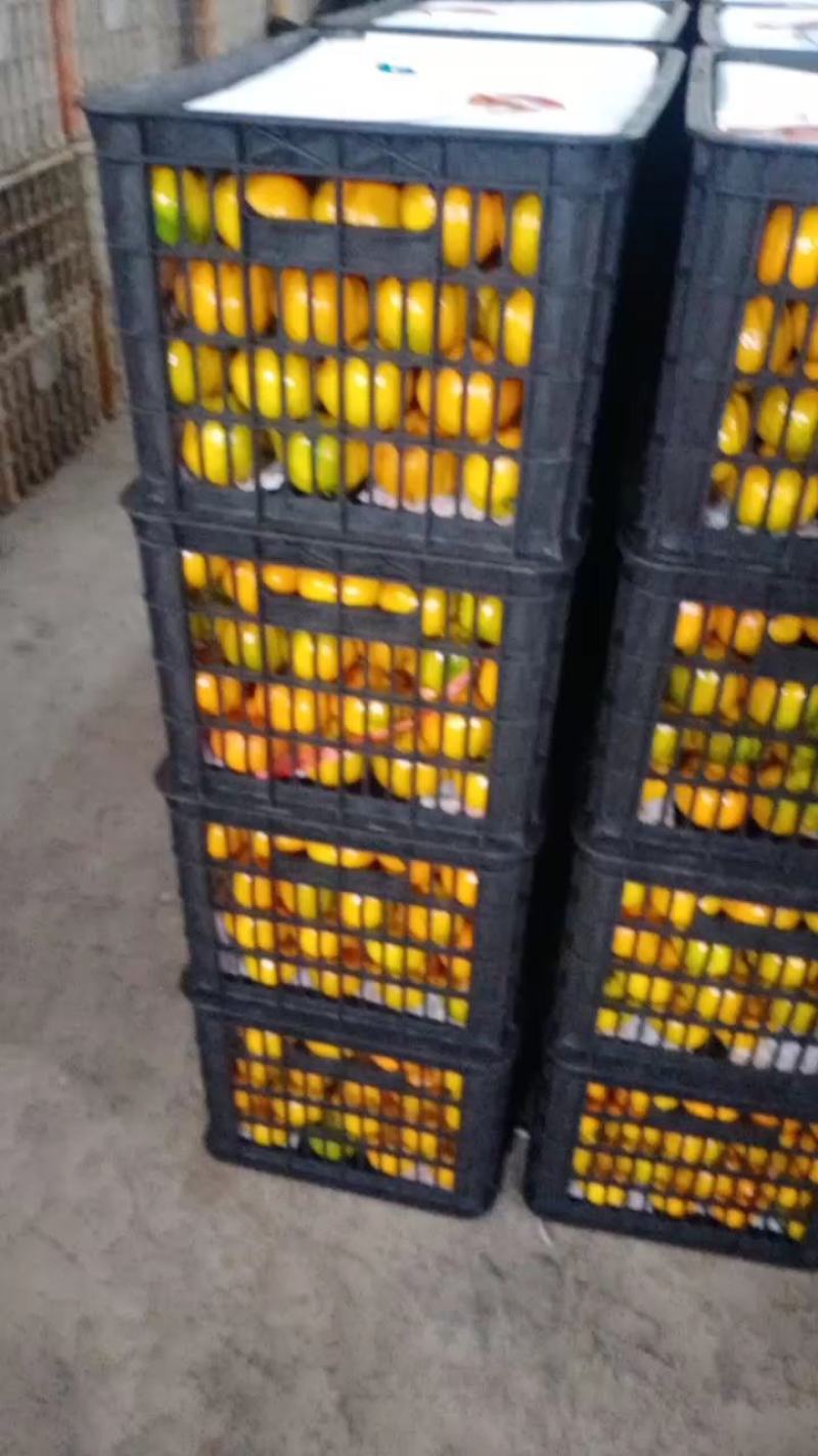 【优选】湖北蜜橘个大皮薄汁多对接全国电商市场商超