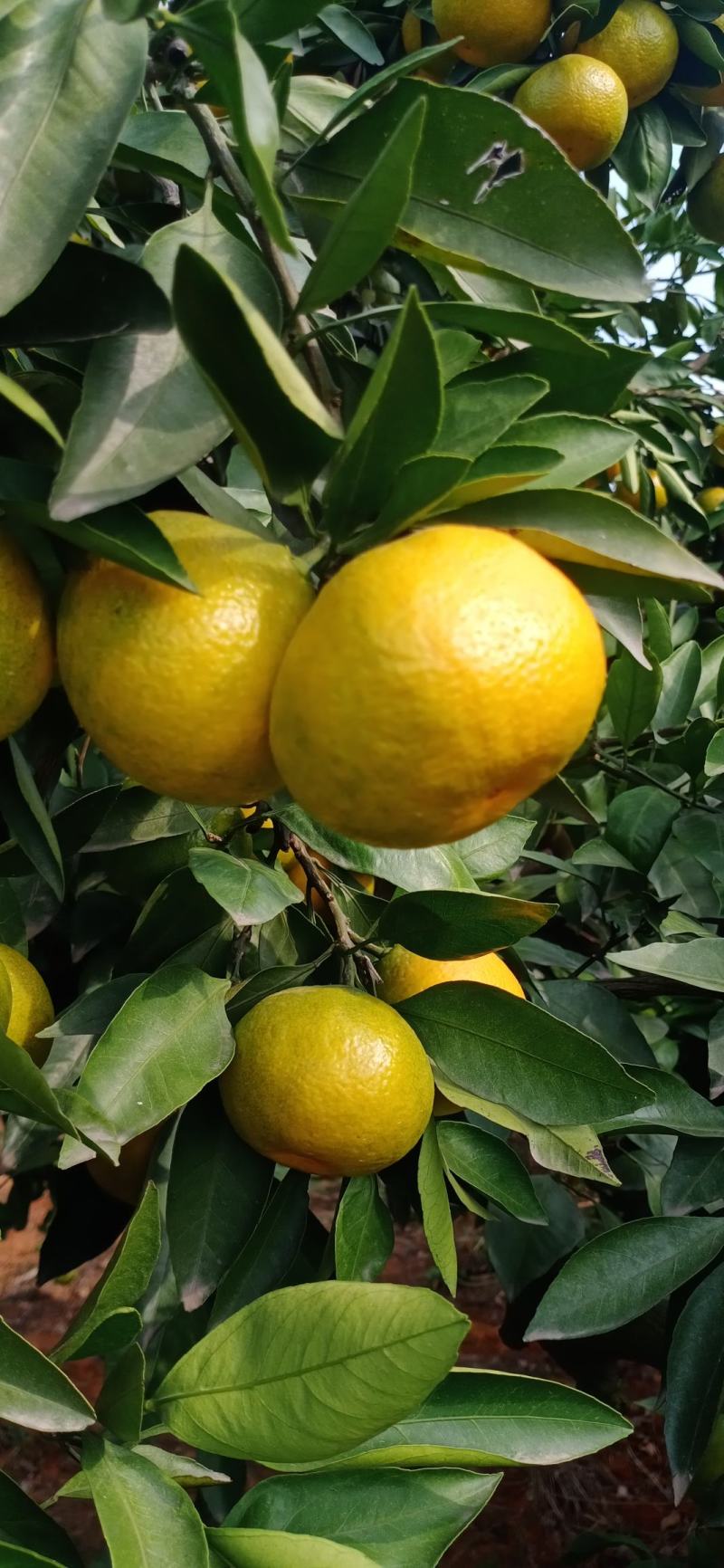 【优选】湖北蜜橘个大皮薄汁多对接全国电商市场商超