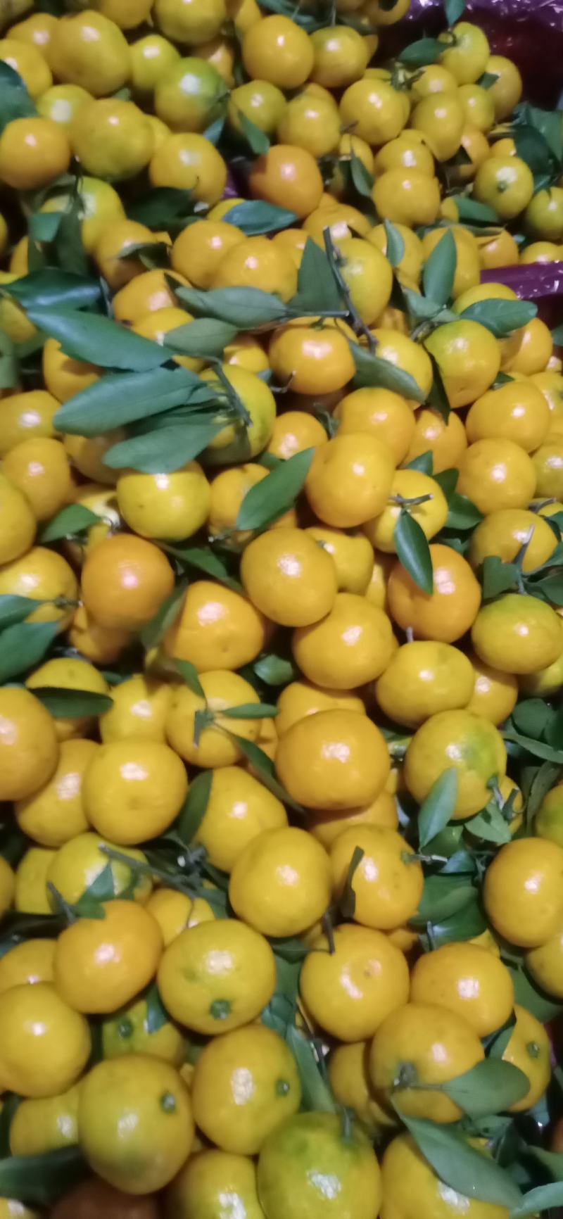 【优选】湖北蜜橘个大皮薄汁多对接全国电商市场商超