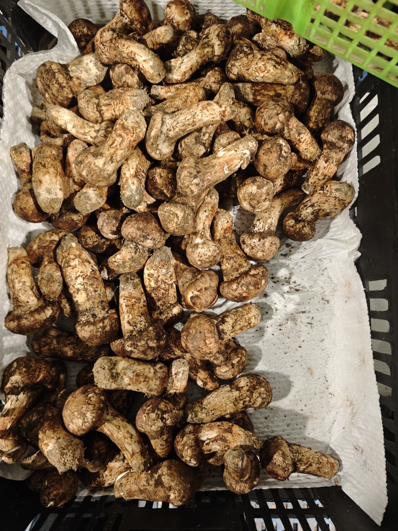精品松茸