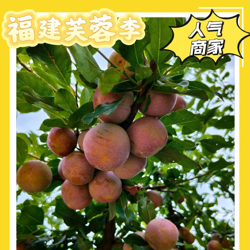 福建龙岩芙蓉李，光果带叶果任君选择，大量上市，价格优惠。