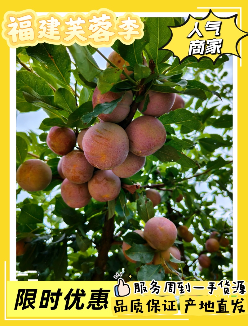 福建龙岩芙蓉李，光果带叶果任君选择，大量上市，价格优惠。