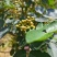 预售新鲜青花椒大量有货口感鲜品质优现摘现发可视频看货