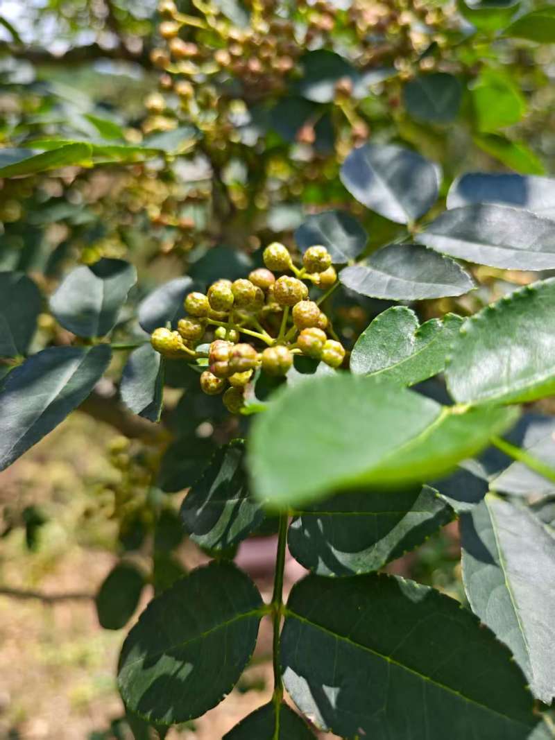 预售新鲜青花椒大量有货口感鲜品质优现摘现发可视频看货